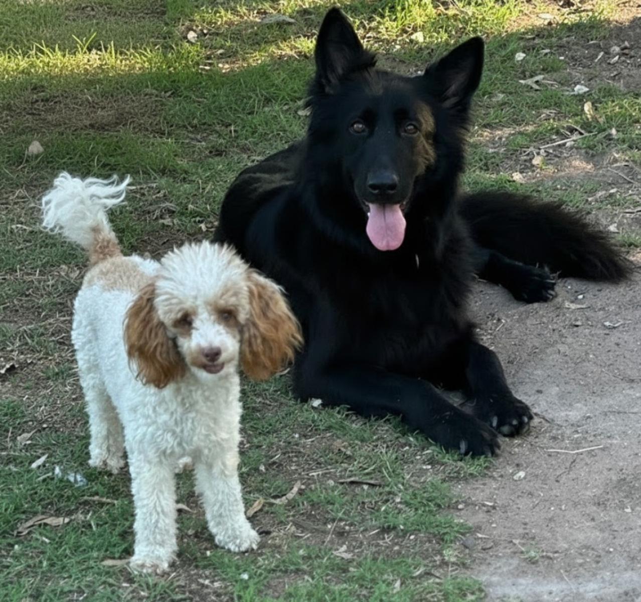 Fluffy the German Shepherds