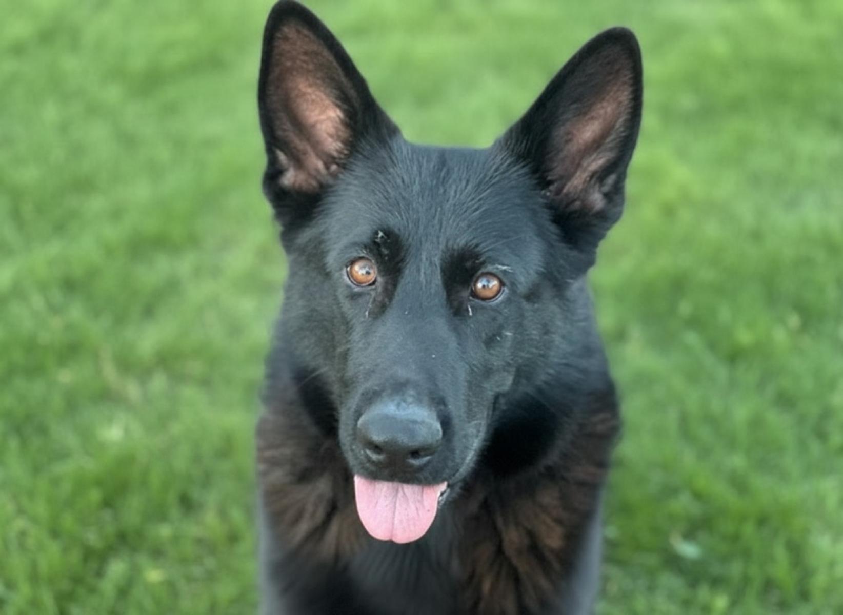 Voodoo the German Shepherds