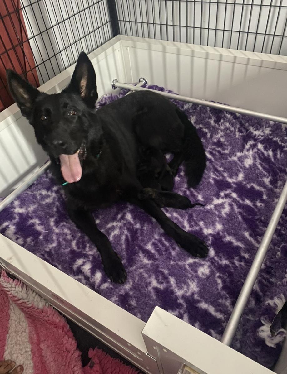 Mayhem the German Shepherds