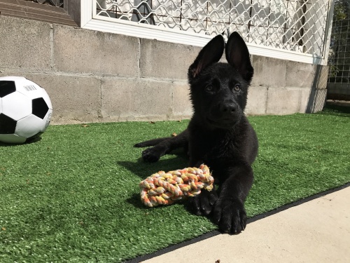 Vomsirius German Shepherds