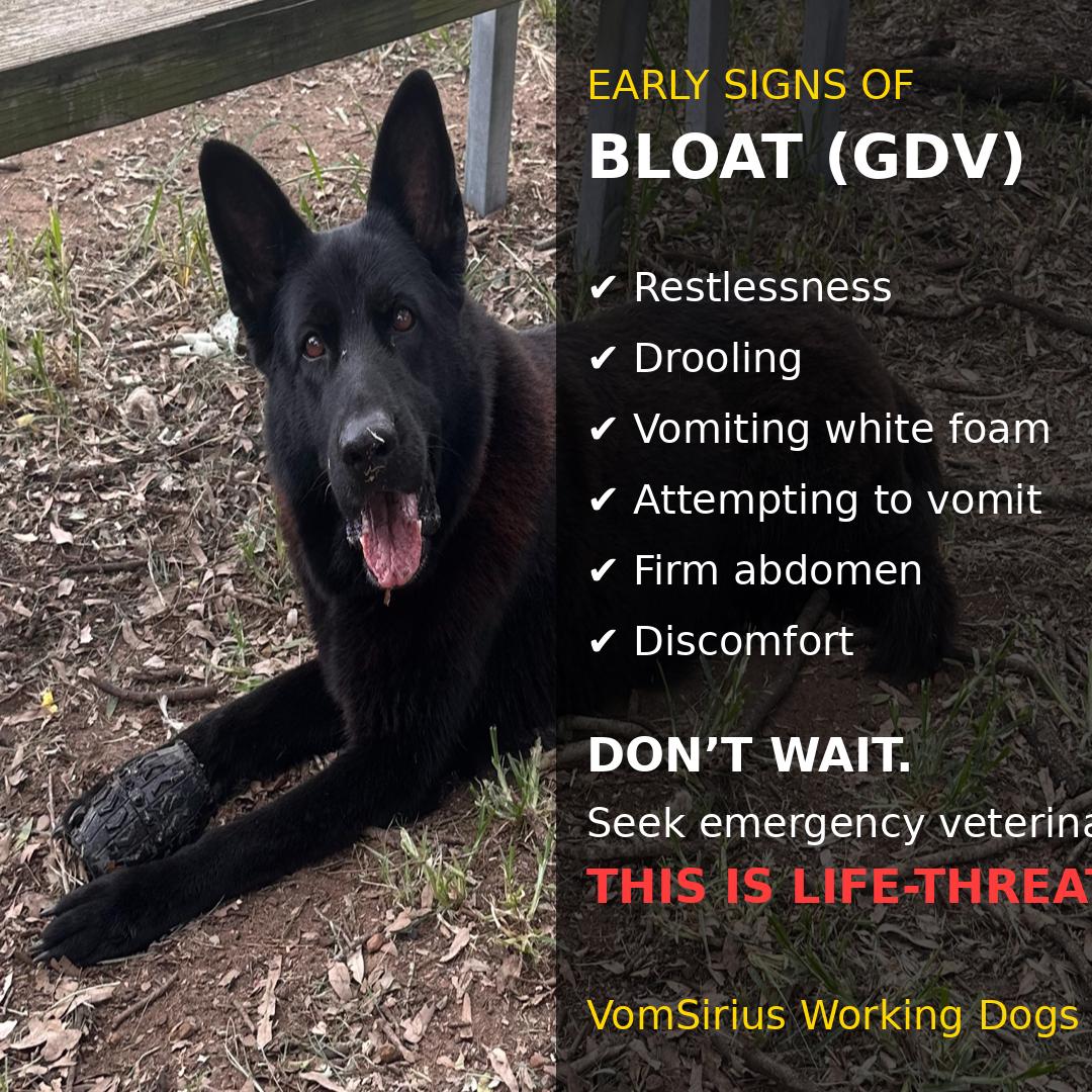Our Lifetime Commitment to Every Dog We Breed