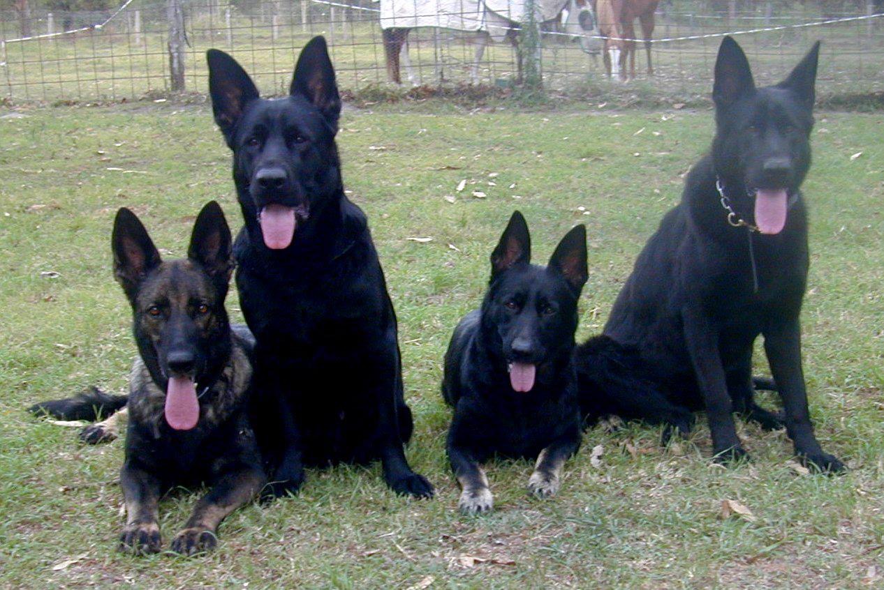 VomSirius Working Line German Shepherds