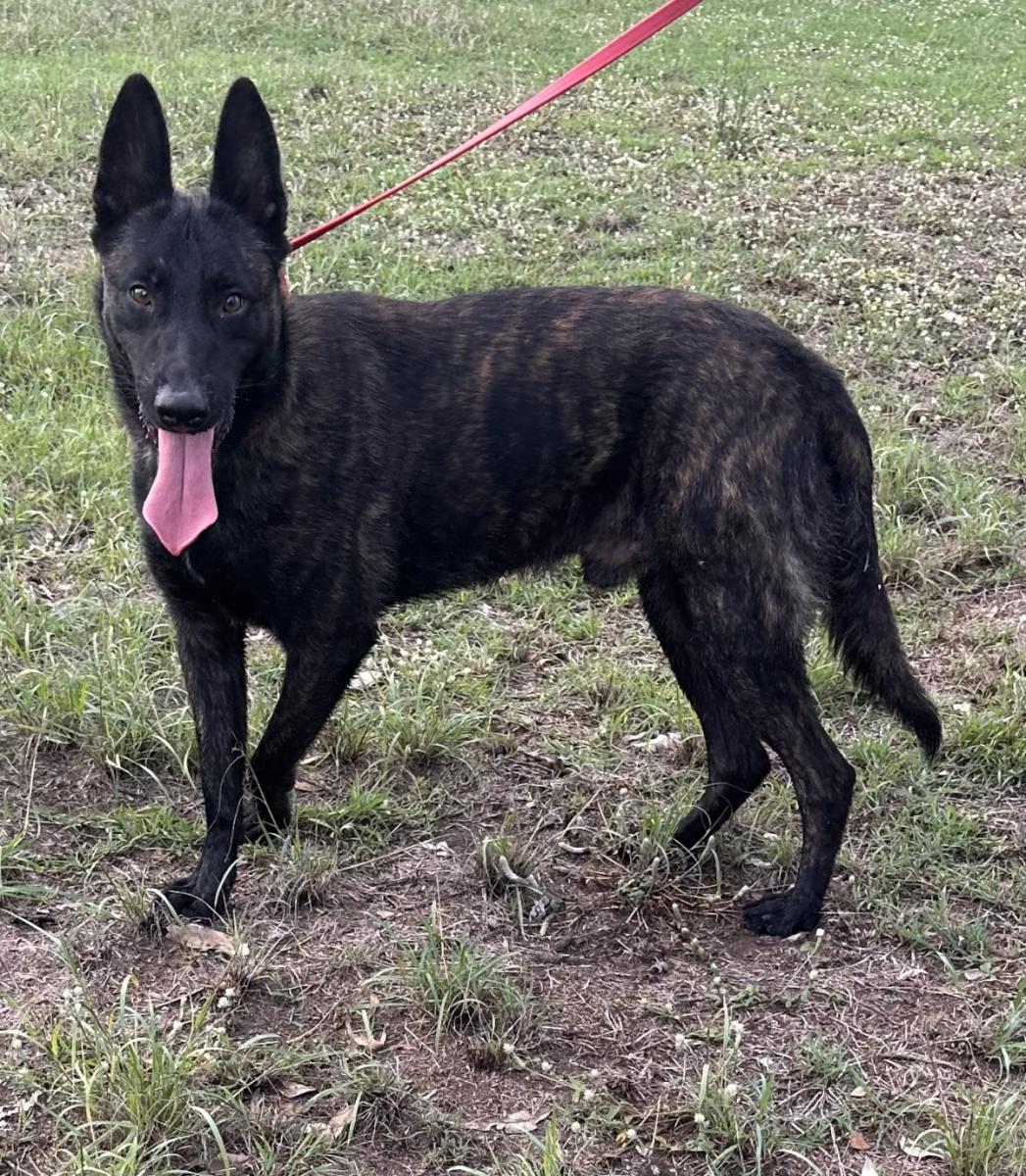 Ace  the Dutch Shepherds