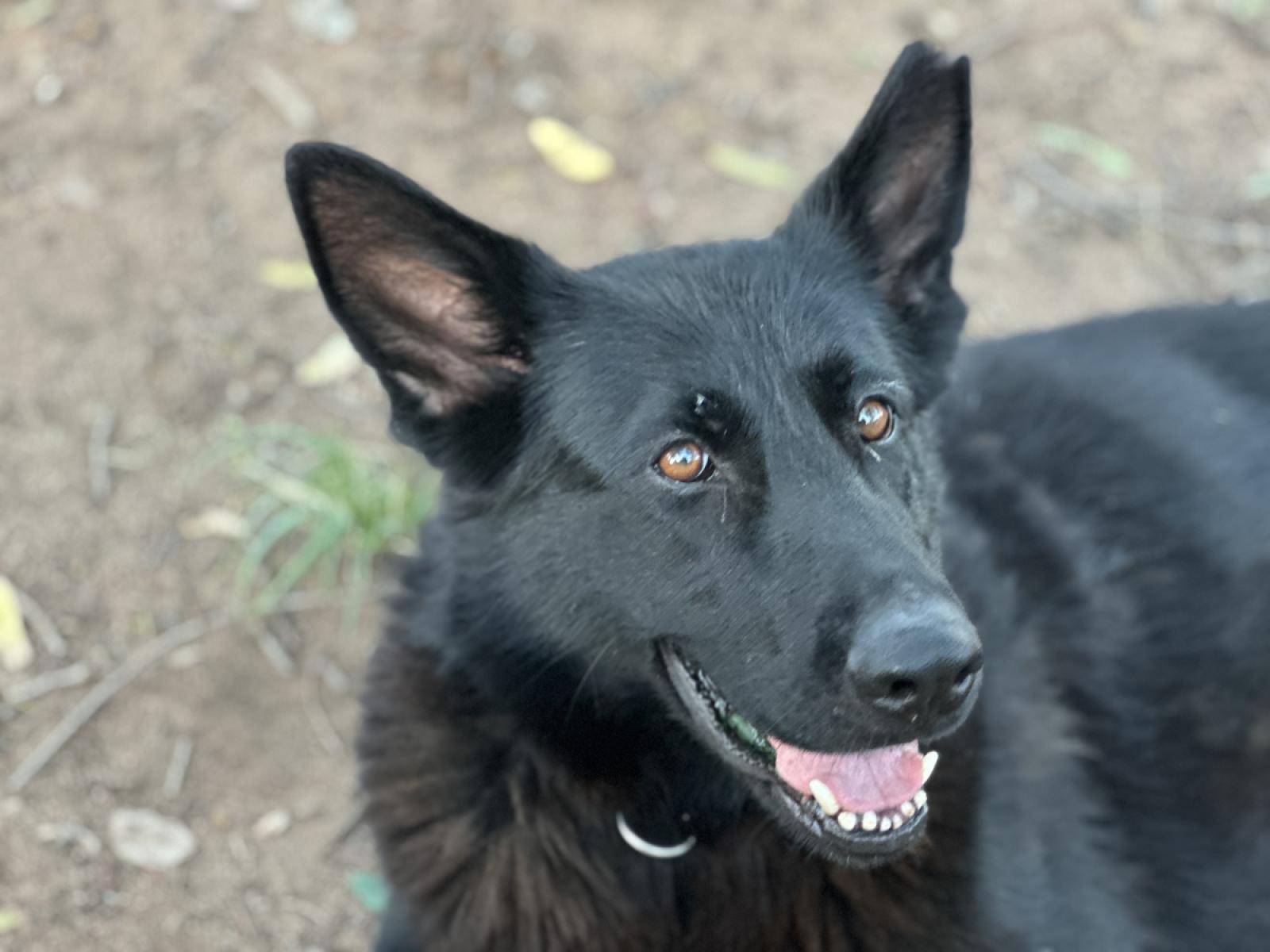 Ari the German Shepherds