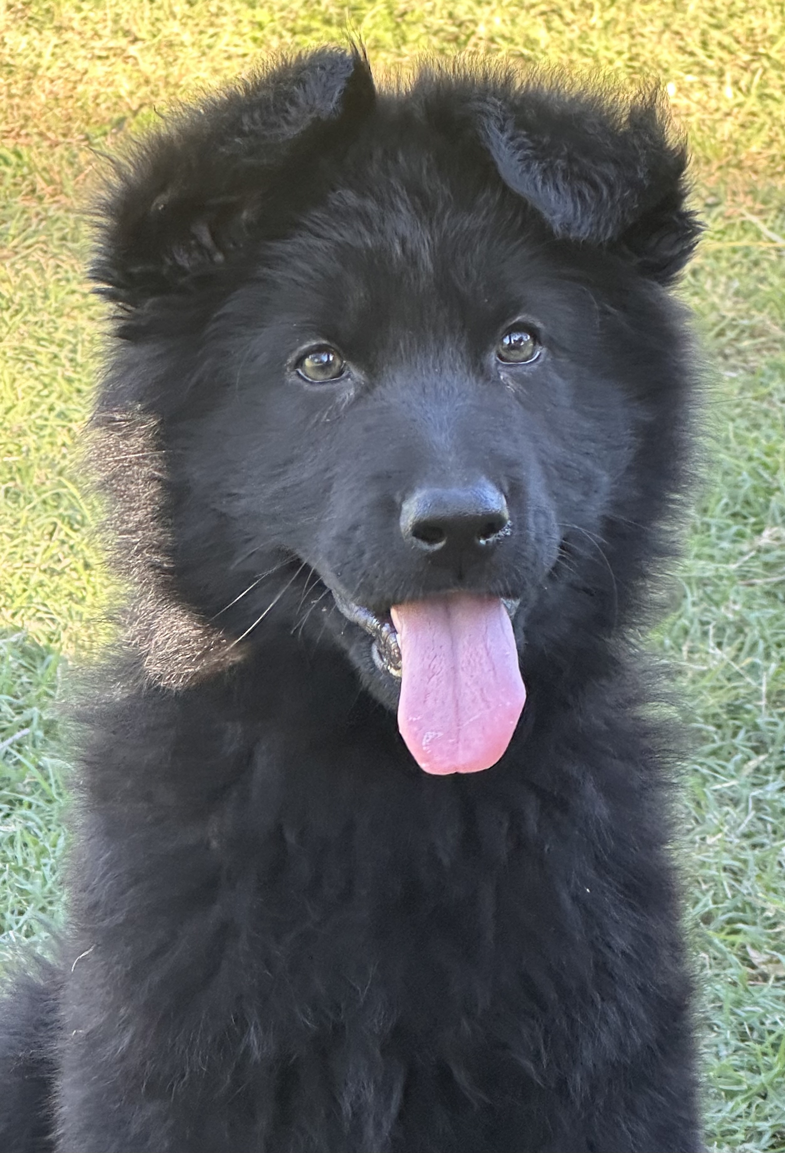 Let us help you find your next family member