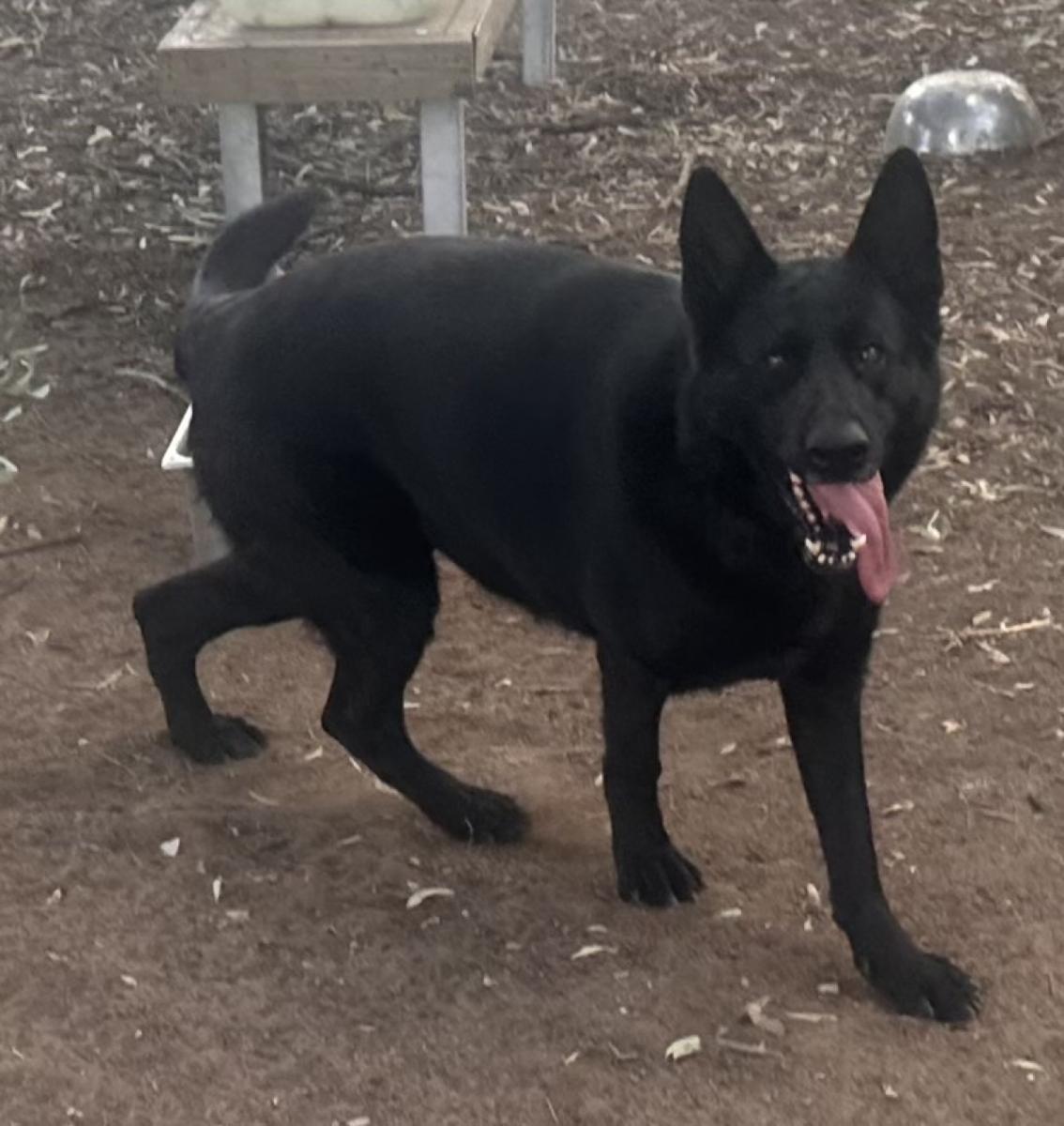 Ari the German Shepherds