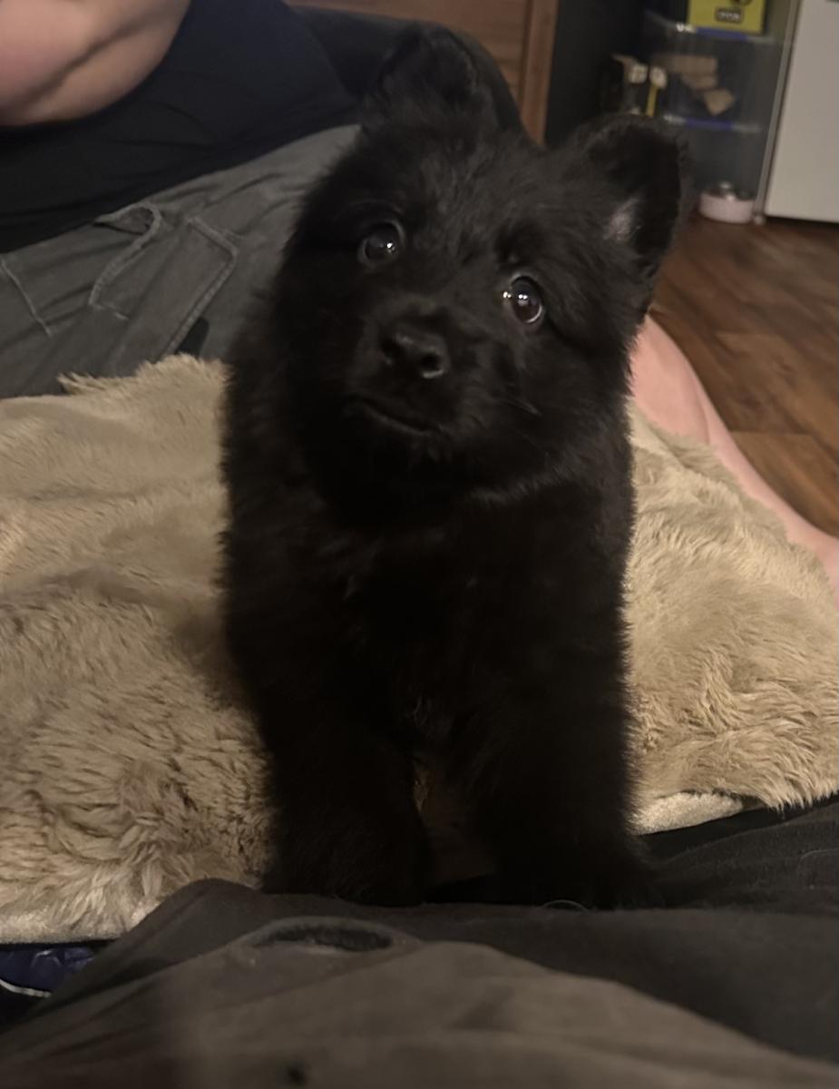 Ace jr the German Shepherds - Long Coat