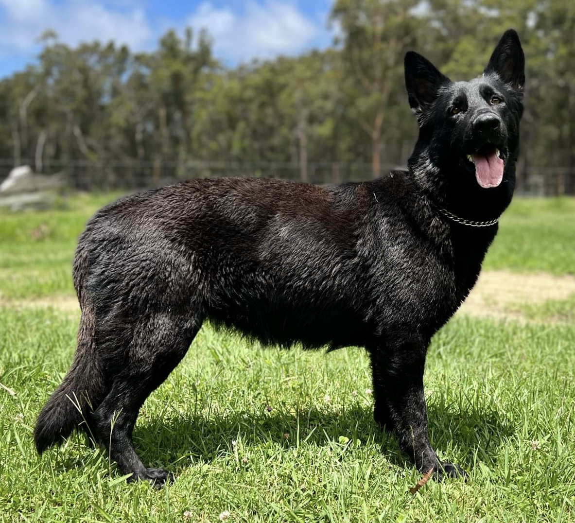 Adult German Shepherds, Dutch Shepherd & Malinois For Sale in Qld