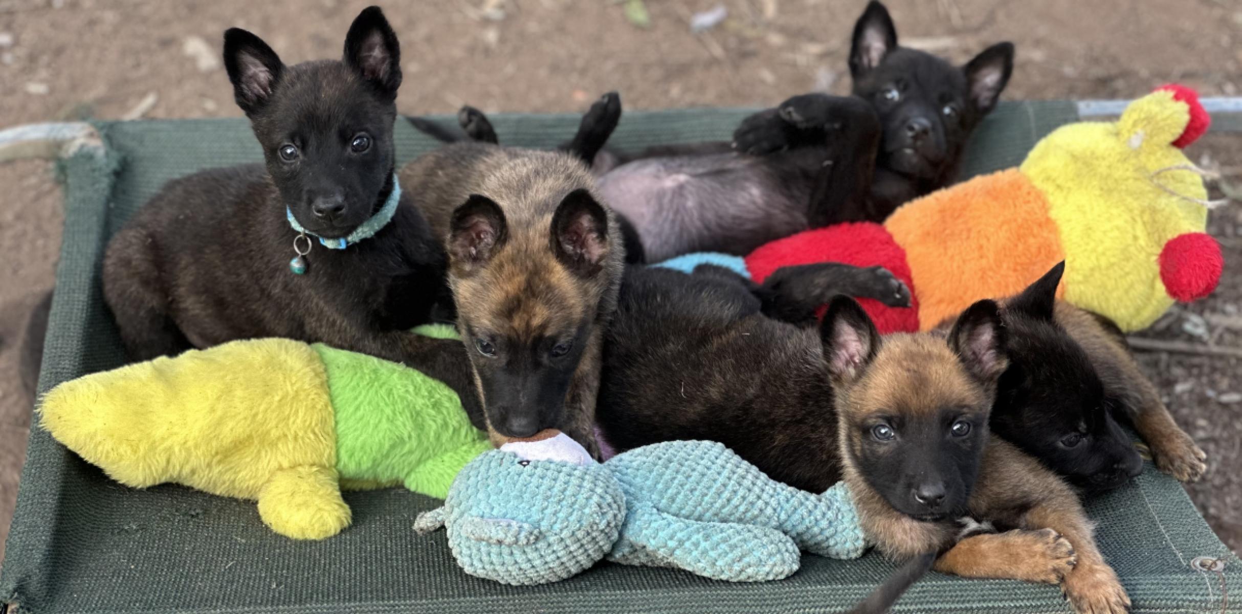 Why KNVP Litter can have both Malinois and Dutch shepherd pups