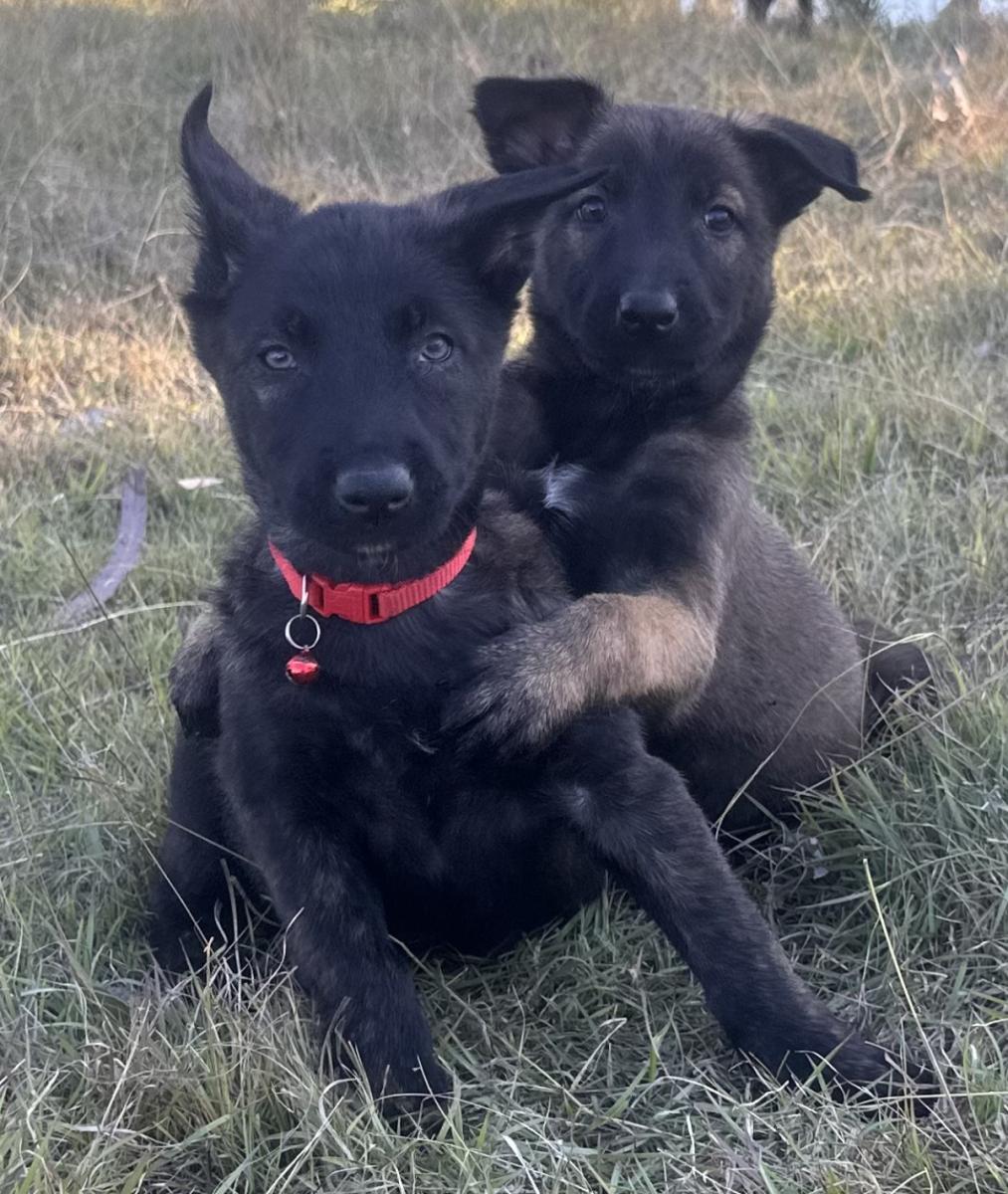 Bloodlines behind the Dragon and Simba litter