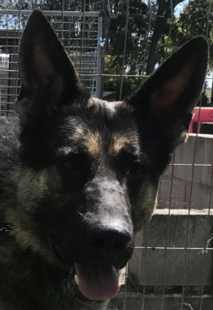 Hunter the German Shepherds