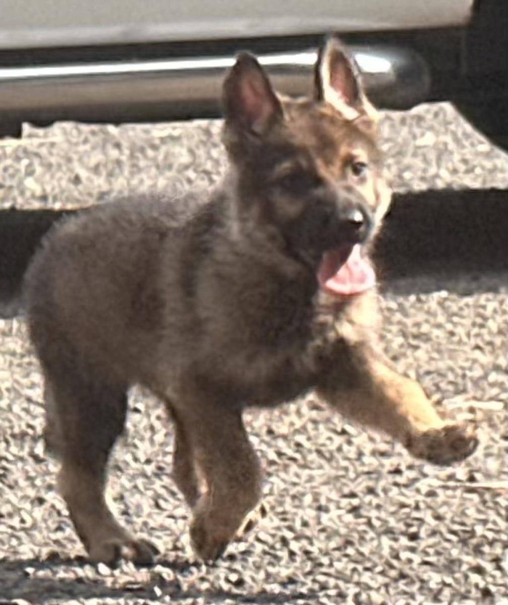 🐾 German Shepherd Puppy Training 101: The First 8 Weeks at Home