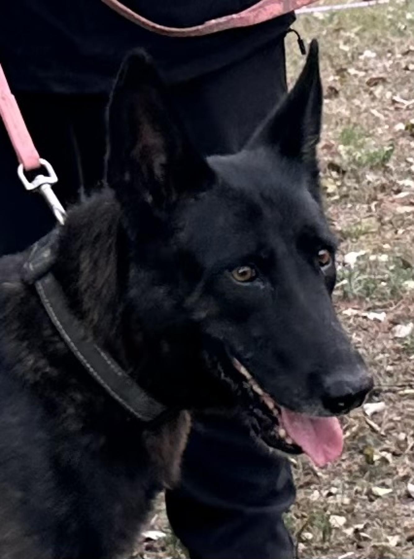 Vomsirius German Shepherds gallery image 1